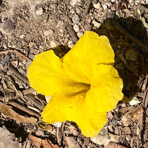 Meet your Posher, Lili - Picture 1 of 1